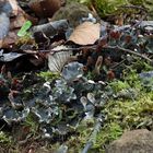 Peltigera...aber welche