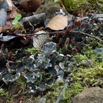 Peltigera...aber welche