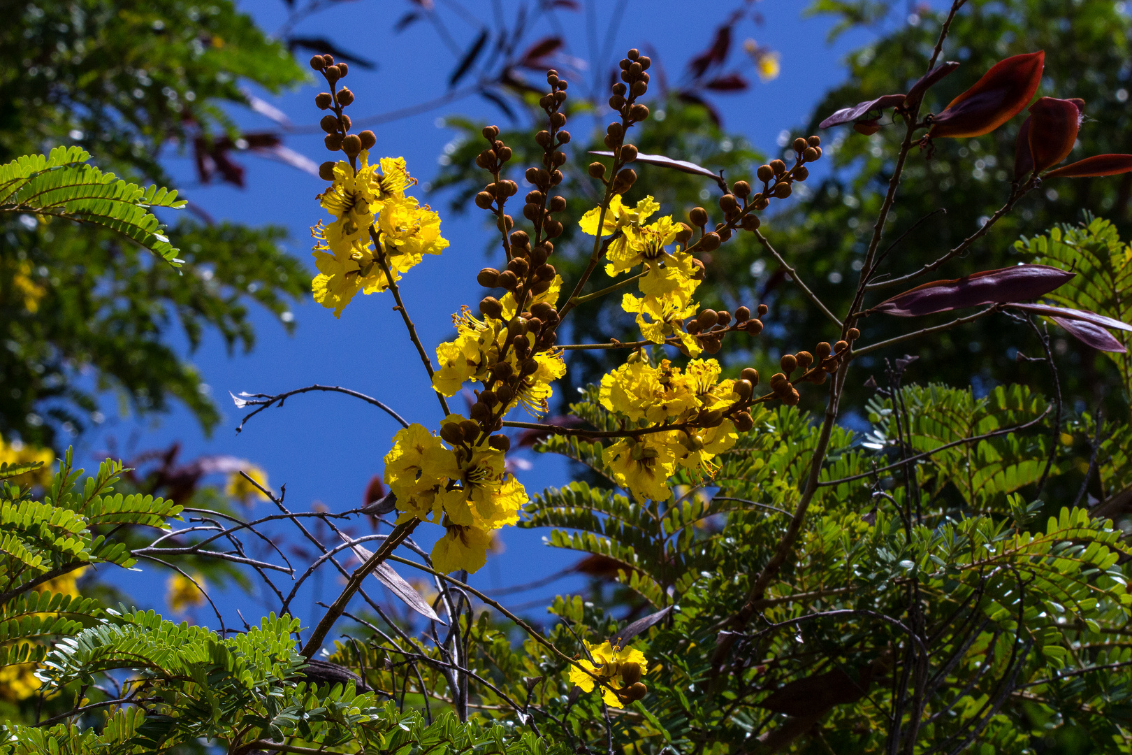 Peltophorum pterocarpum / Yellow Flame Tree