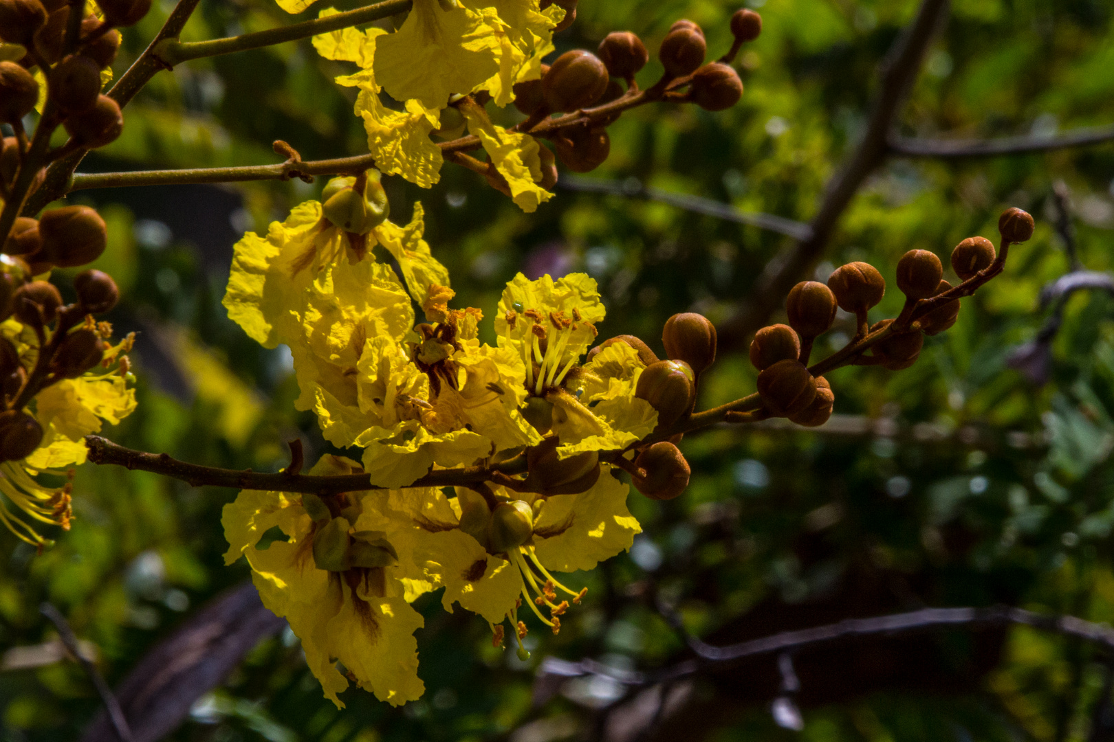 Peltophorum pterocarpum / Yellow Flame Tree