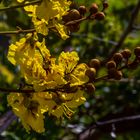 Peltophorum pterocarpum / Yellow Flame Tree