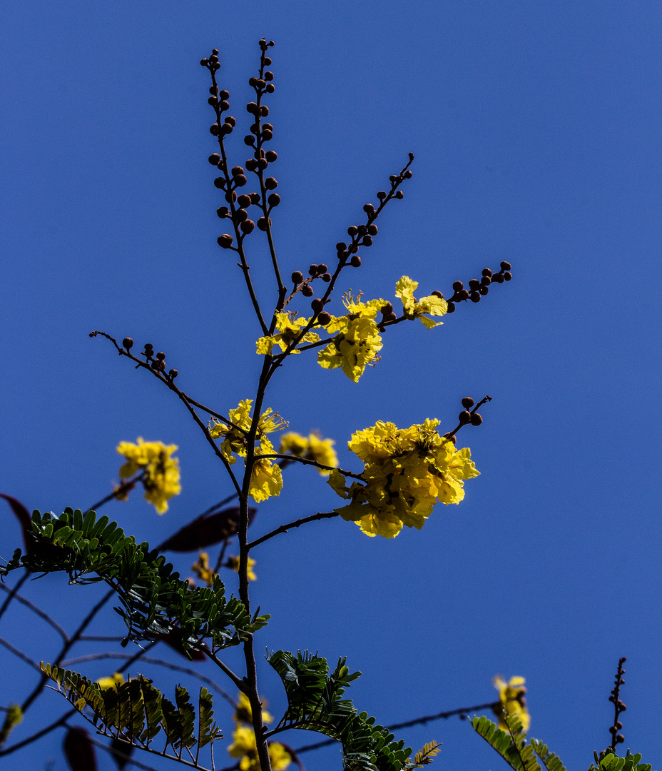 Peltophorum pterocarpum / Yellow Flame Tree