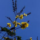 Peltophorum pterocarpum / Yellow Flame Tree