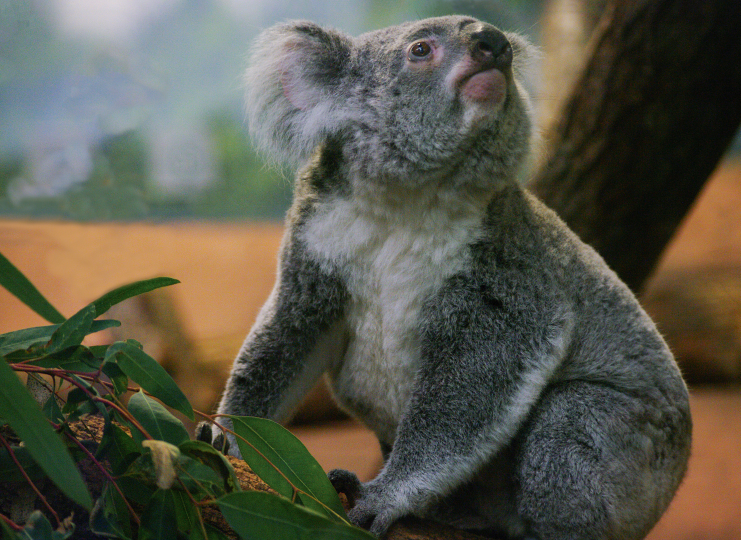 Peluche australienne 2 (Phascolarctos cinereus, koala)