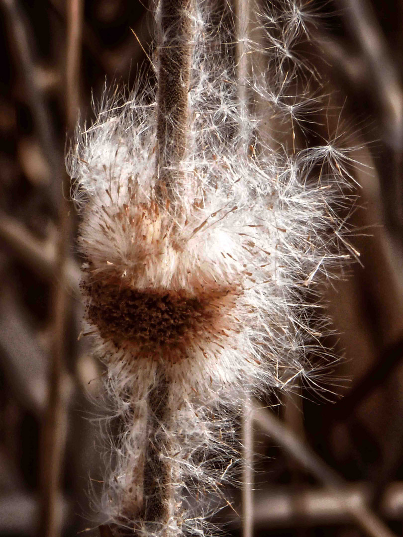 Peluche du roseau