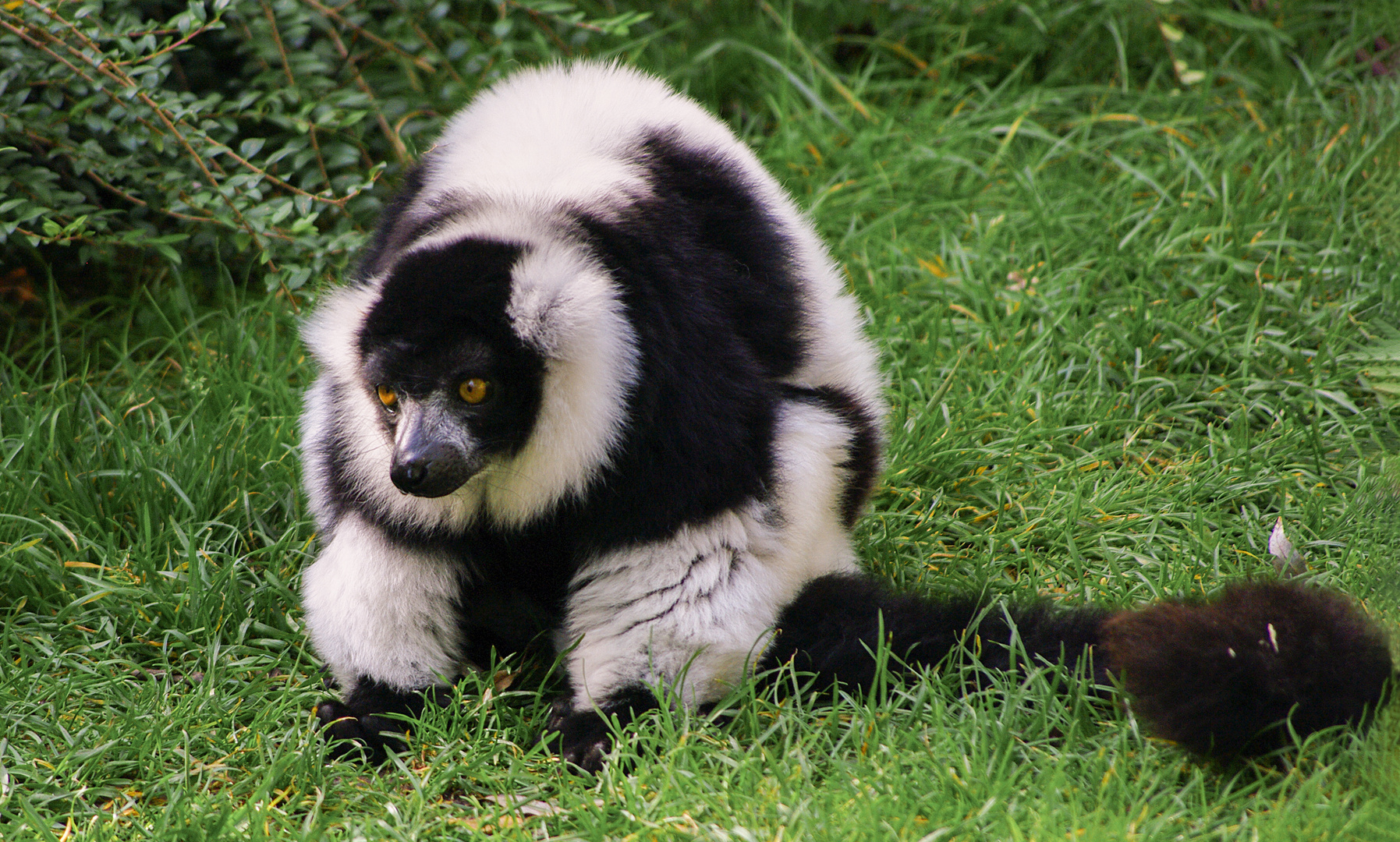 Peluche malgache aux grands yeux  (Varecia variegata, vari blanc et noir)