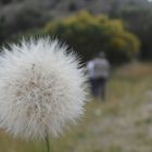 Pelusa del pasto