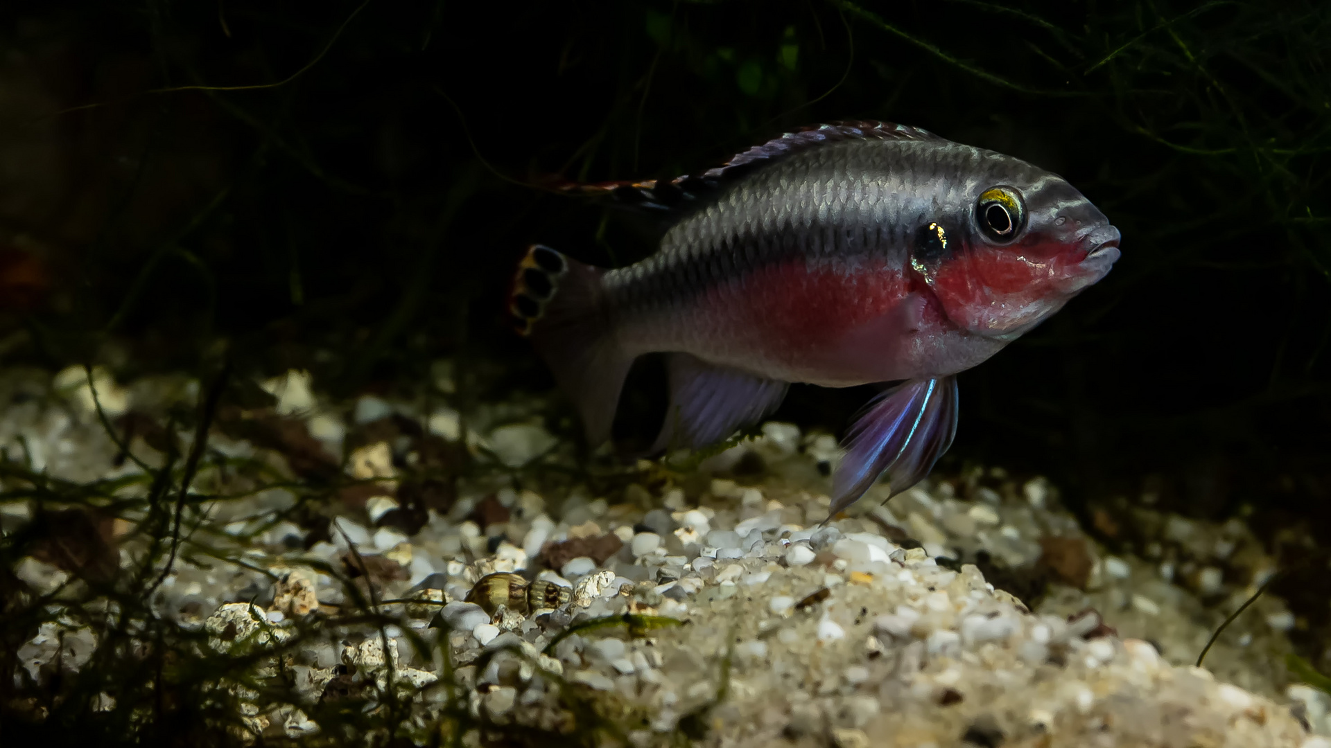 pelvicachromis pulcher