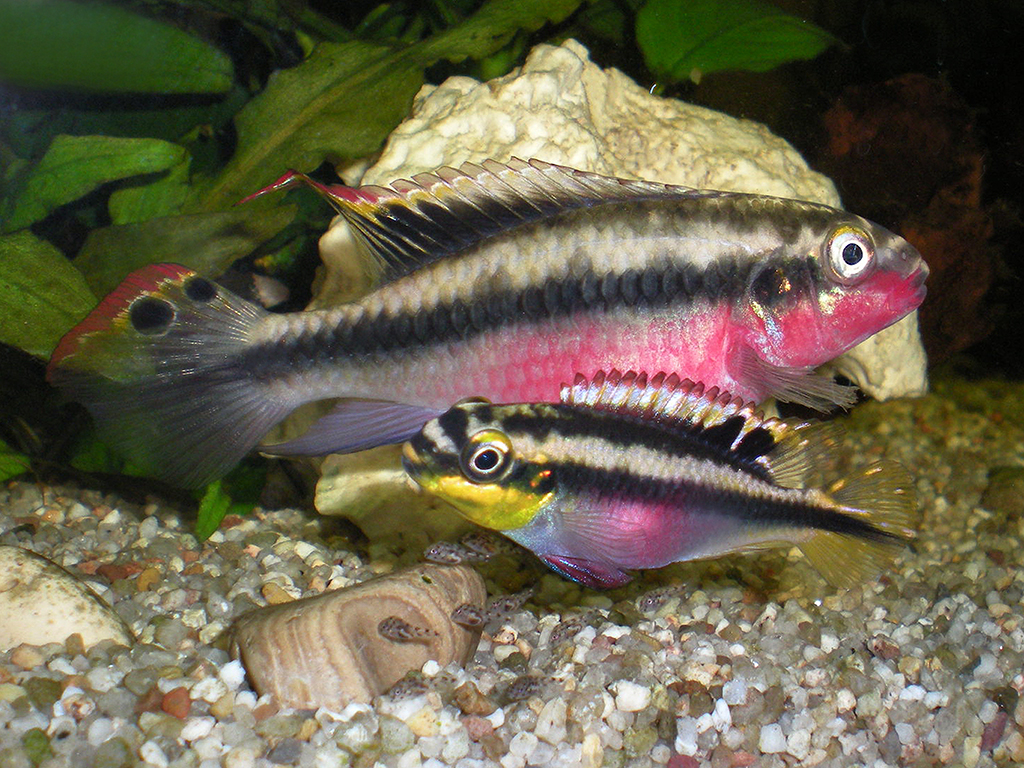 Pelvicachromis Pulcher Familie