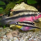 Pelvicachromis Pulcher Familie