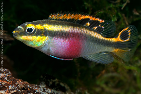 Pelvicachromis pulcher Weibchen