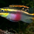 Pelvicachromis pulcher Weibchen