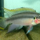 Pelvicachromis taeniatus - Smaragdprachtbarsch