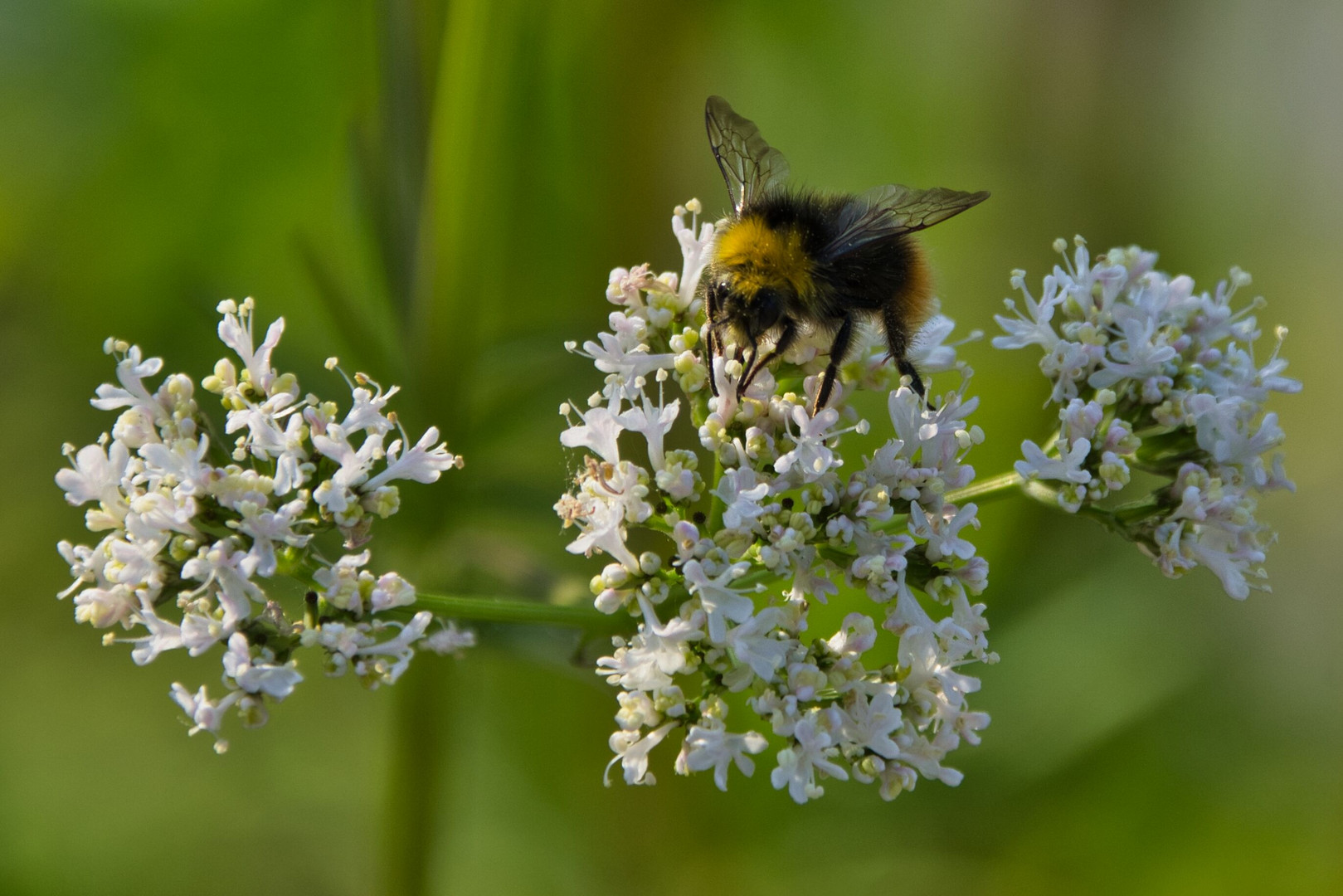 Pelz im Sommer