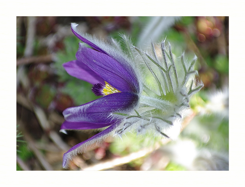 Pelzanemone (Pulsatilla vulgaris)