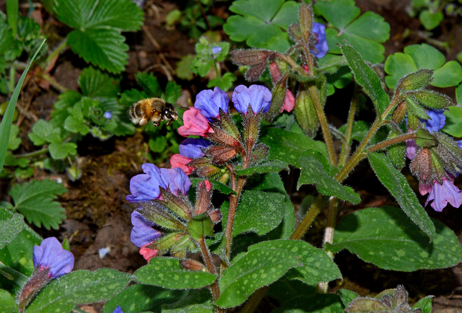 Pelzbiene (Anthophora acervorum) im Anflug an Lungenkrautblüte