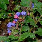 Pelzbiene (Anthophora acervorum) im Anflug an Lungenkrautblüte