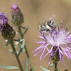 Pelzbiene , Anthophora bimaculata