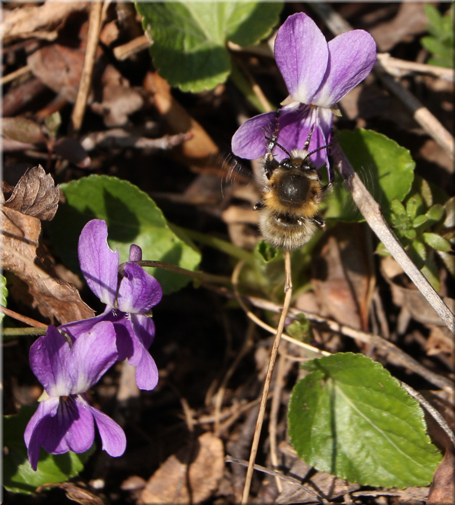 Pelzbiene (Anthophora plumipes)