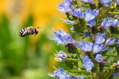 Pelzbiene : Anthophora quadrifasciata