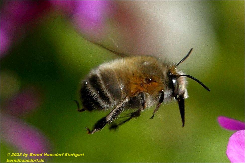 Pelzbiene fliegt