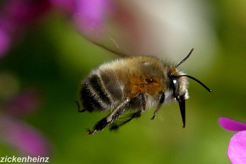 Pelzbiene fliegt