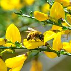 Pelzbiene-Hosenbiene auf Blühendem Ginster-Strauch (Nahrungsaufnahme)