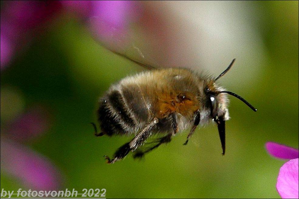 Pelzbiene im Flug