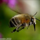 Pelzbiene im Flug