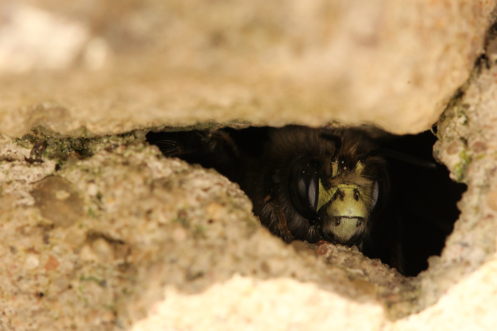 Pelzbiene in einem winzigen Spalt in meiner Gartenmauer