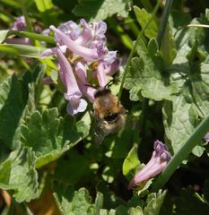 Pelzbiene [oder doch eine Hummel] ?