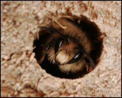 Pelzbienen-Test