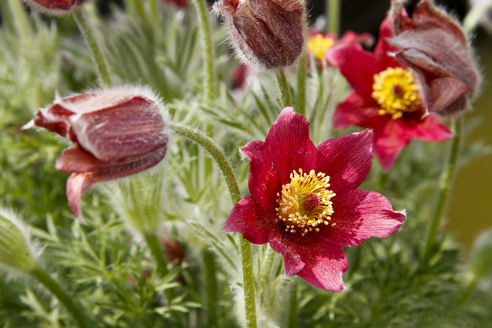 Pelzblume? - ich kenne den Namen dieser Blume leider nicht :-(