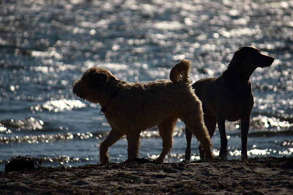 Pelzerhaken - Hundestrand