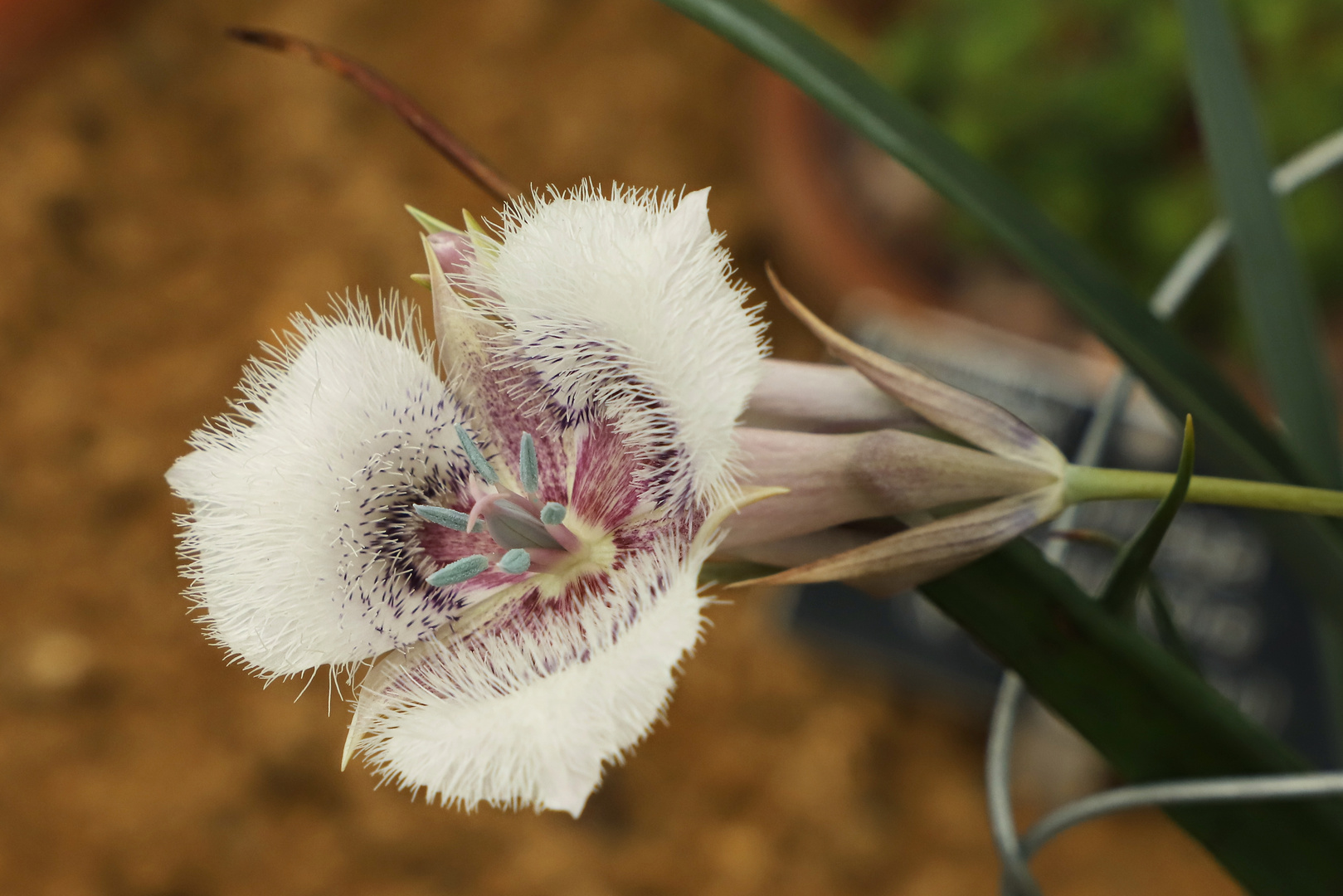 Pelzige Blüte (2019_05_03_EOS 6D Mark II_2121_ji)