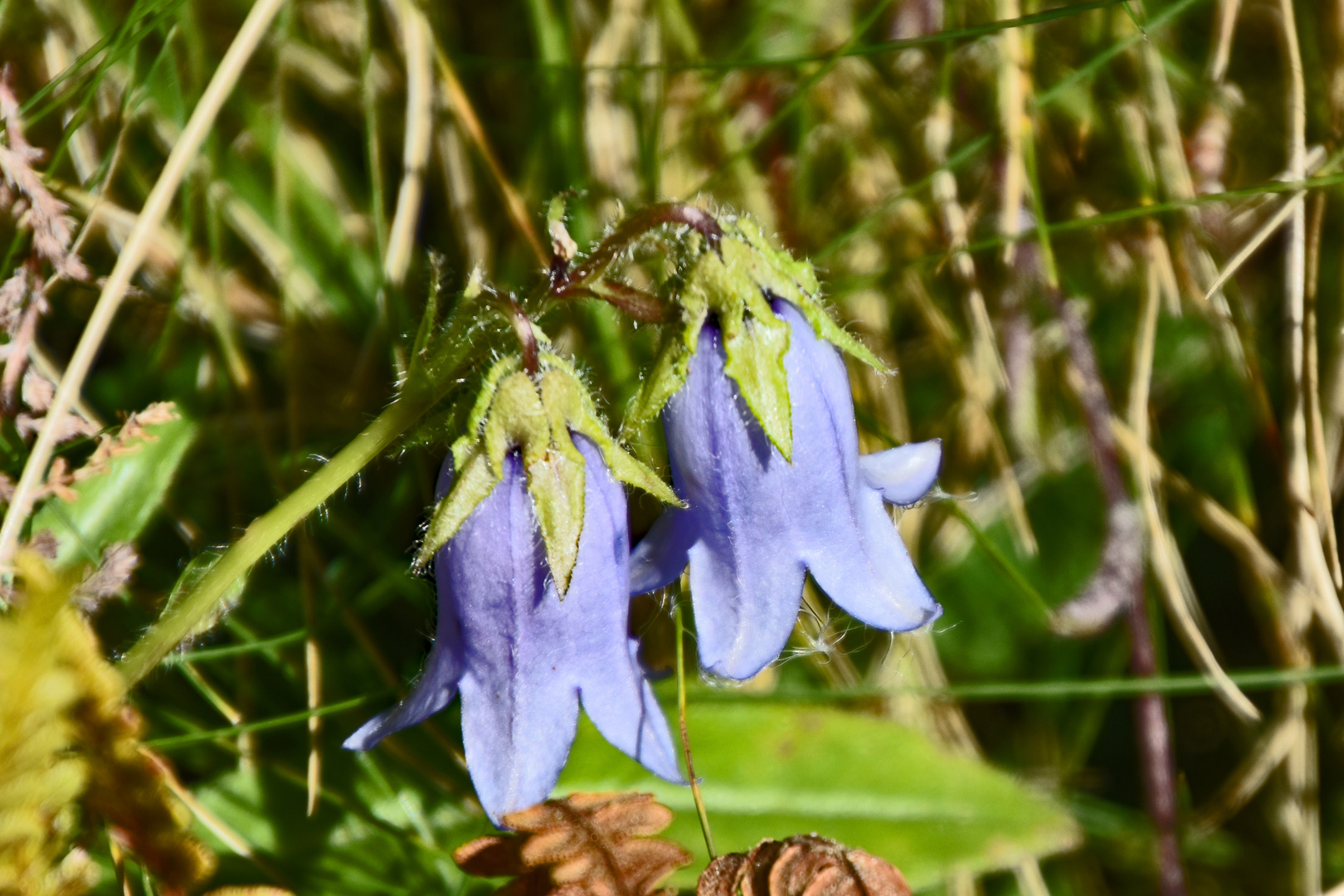 Pelzige Glockenblume