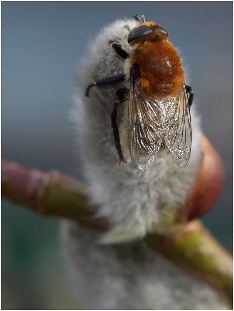 Pelzige Minnifliege auf Weidenkätzchen I