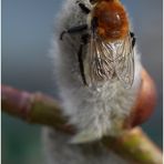 Pelzige Minnifliege auf Weidenkätzchen I