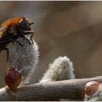 Pelzige Minnifliege auf Weidenkätzchen II