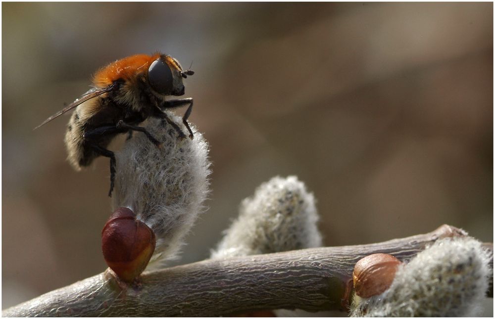 Pelzige Minnifliege auf Weidenkätzchen II