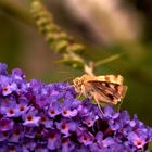 Pelziger besuch