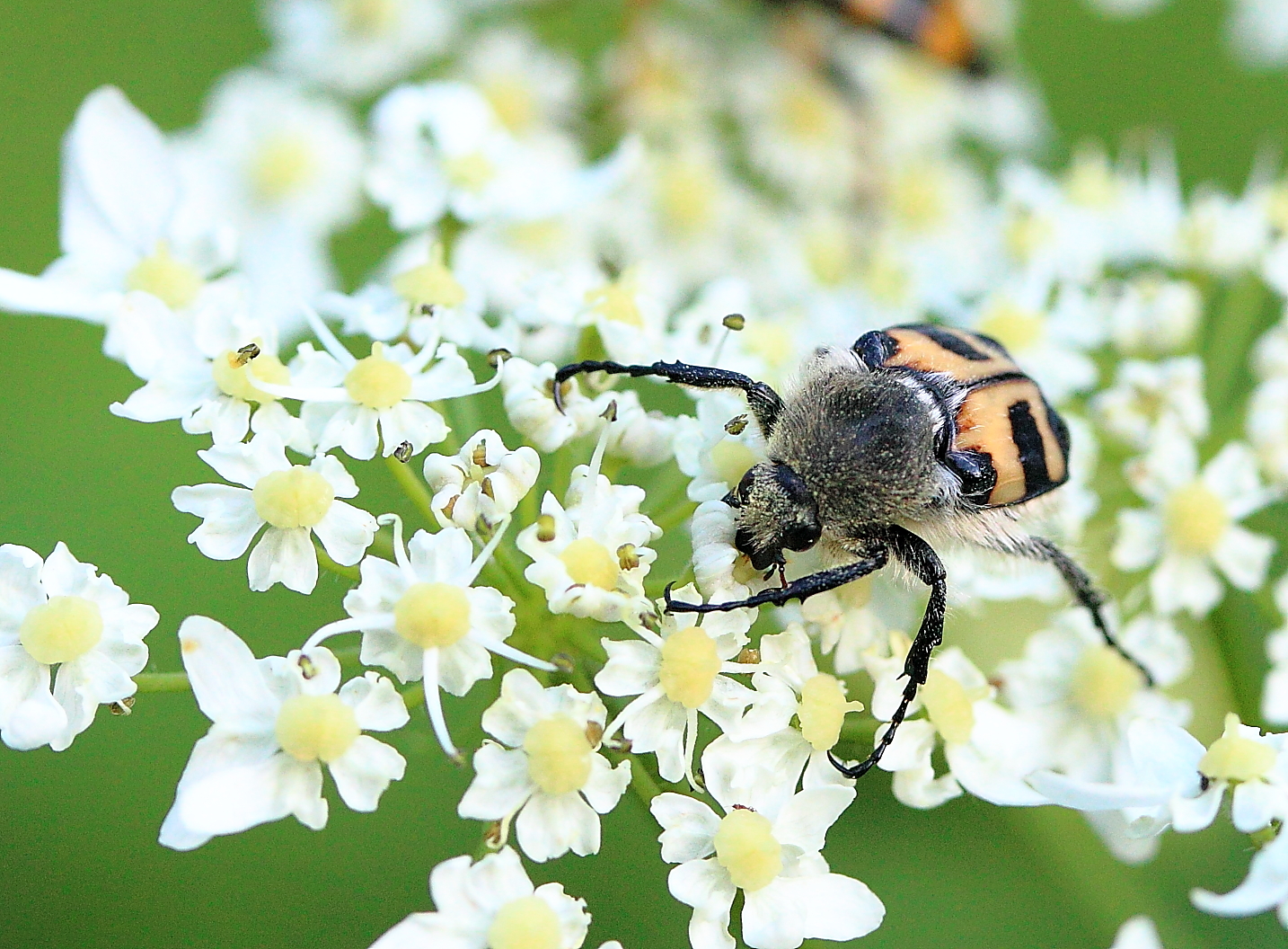 pelziger Käfer