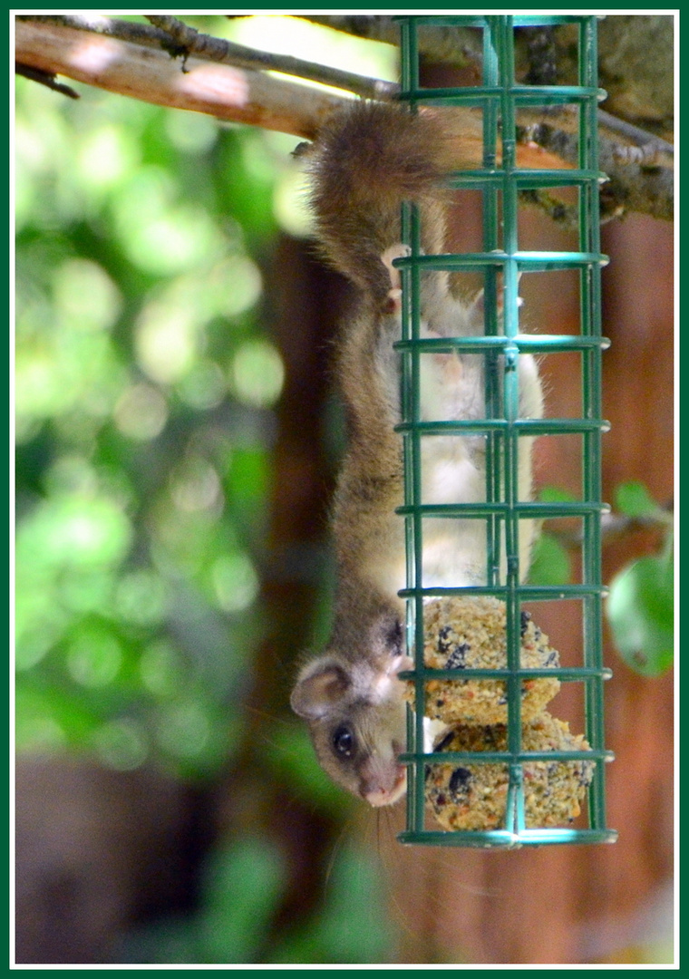 Pelziger Vogelfutterdieb