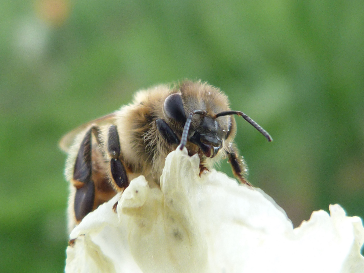 Pelziges Bienchen ;)