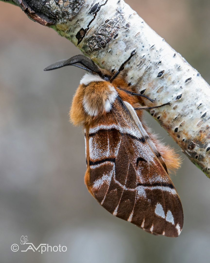 "Pelziges Tierchen" 