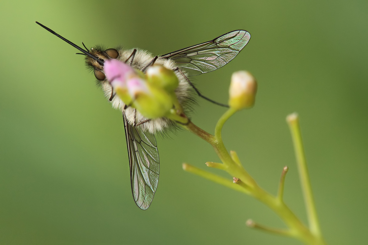 Pelzjagdflieger