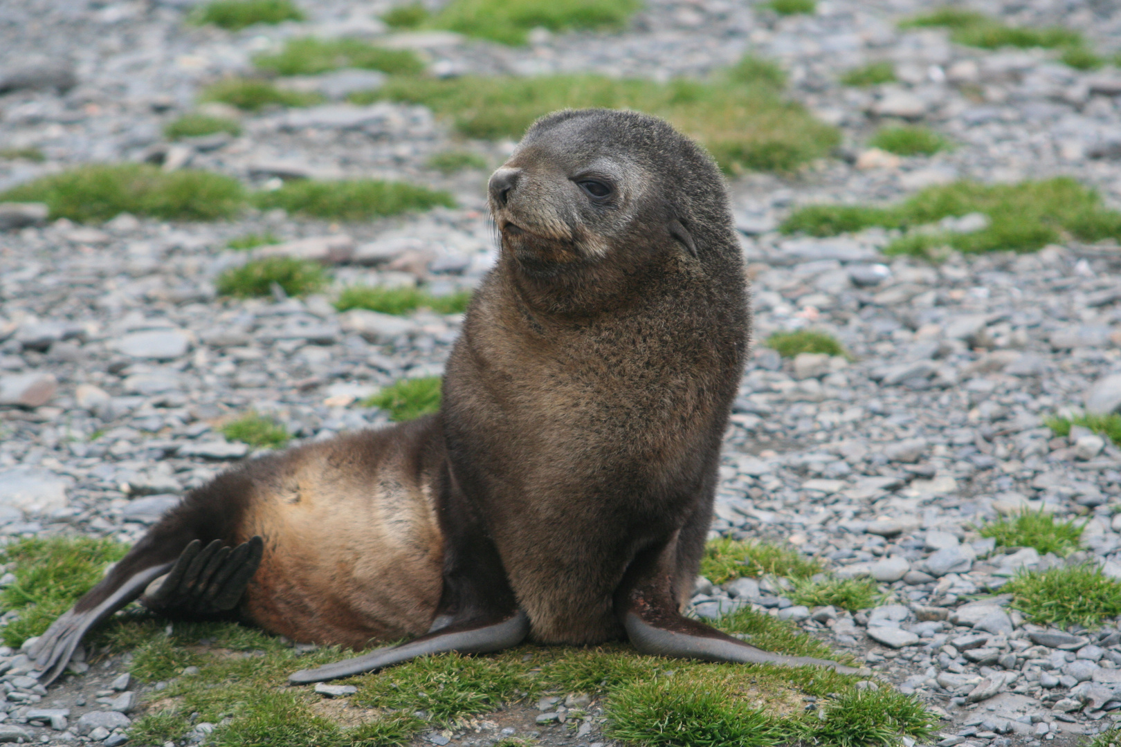 Pelzrobbe in der Stromness Bay