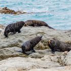 Pelzrobben bei Kaikoura Südinsel Neuseeland