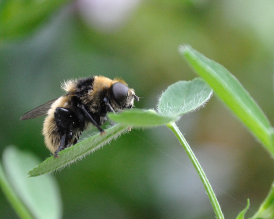 Pelzschwebfliege