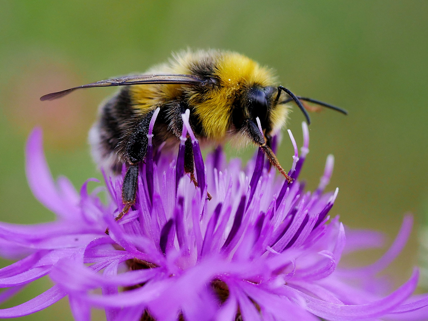 Pelztier Foto & Bild | tiere, wildlife, insekten Bilder auf fotocommunity